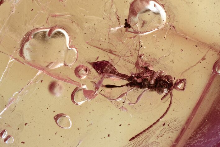 Detailed Fossil Wasp (Ismaridae) In Baltic Amber - Rare! #330607